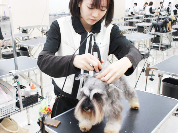 学校のモデル犬とトリミング実習☆